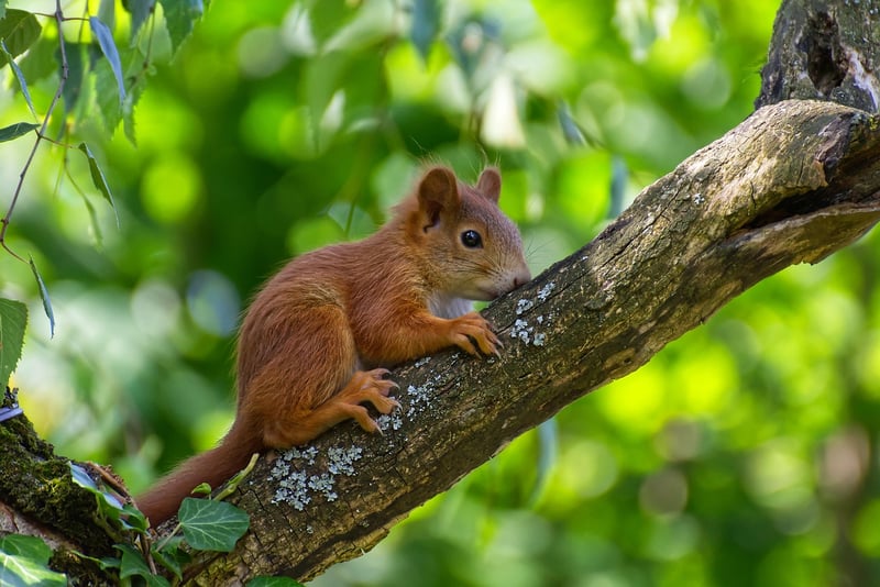 Woodland Eats