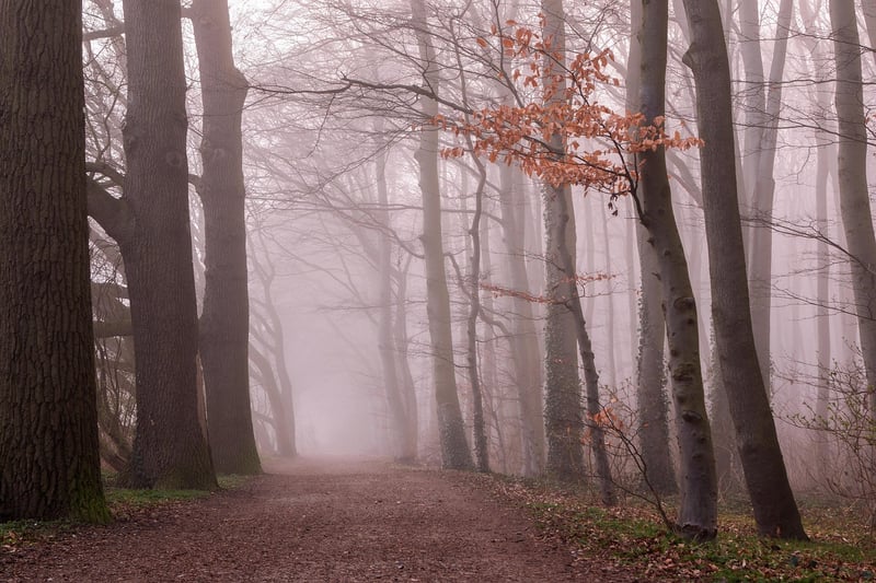 Enchanted Woods